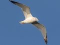 Ring-billed Gull - Land Between the Lakes - Paris Landing State Park and Marina, Buchanan, Henry County,  November 20, 2020