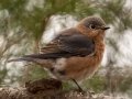 Eastern Bluebird - Paris Landing State Park, Buchanan, Henry County, November 26, 2020