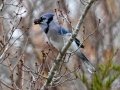 Blue Jay - Paris Landing State Park, Buchanan, Henry County, November 26, 2020