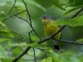 Magnolia Warbler - Radnor State Park, Nashville, Davidson County, Sept. 19, 2020