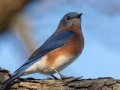Eastern Bluebird - Land Between the Lakes - Paris Landing State Park and Marina, Buchanan, Henry County,  November 20, 2020
