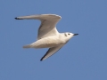 Bonaparte's Gull - US-TN-Dover-291 Leatherwood Bay Rd, Stewart County, December 27, 2020