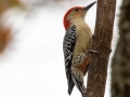 Red-bellied Woodpecker - Paris Landing State Park, Buchanan, Henry County, November 26, 2020