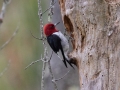 Red-headed Woodpecker - Bicentennial Trail - Mark’s Trailhead (Ashland City), Cheatham County, September 23, 2020