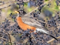 American Robin (male) - Paris Landing State Park, Henry County, December 27, 2020