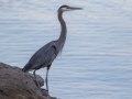 Great Blue Heron - Land Between the Lakes - Paris Landing State Park and Marina, Buchanan, Henry County,  November 20, 2020