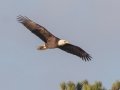 Bald Eagle- Land Between the Lakes - Paris Landing State Park and Marina, Buchanan, Henry County,  November 20, 2020