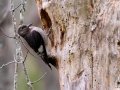 Red-headed Woodpecker (Juvenile) - Bicentennial Trail - Mark’s Trailhead (Ashland City), Cheatham County, September 23, 2020
