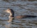 Common Loon - Land Between the Lakes - Paris Landing State Park and Marina, Buchanan, Henry County,  November 20, 2020