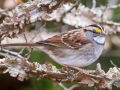 White-throated Sparrow - Paris Landing State Park, Buchanan, Henry County, November 26, 2020