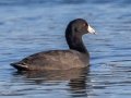 American Coot - Land Between the Lakes - Paris Landing State Park and Marina, Buchanan, Henry County,  November 20, 2020