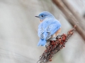 Eastern Bluebird (male) - Beaman Park, Davidson County, December 28, 2020