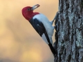 Red-headed Woodpecker- Land Between the Lakes - Paris Landing State Park and Marina, Buchanan, Henry County,  November 20, 2020