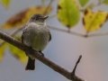 Eastern Wood-Pewee - Bicentennial Trail - Mark’s Trailhead (Ashland City), Cheatham County, September 23, 2020