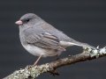 Dark-eyed Junco (Slate-colored) - Beaman Park, Davidson County, December 28, 2020