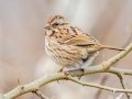 Song Sparrow - Bells Bend (& Outdoor Center), Davidson County, December 28, 2020