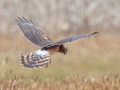 Northern Harrier (female) - Cross Creeks NWR--Woodpecker Interpretive Trail, Stewart County, November 11, 2020