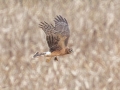 Northern Harrier (female) - Cross Creeks NWR--Woodpecker Interpretive Trail, Stewart County, November 11, 2020