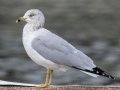 Ring-billed Gull - Land Between the Lakes - Paris Landing State Park and Marina, Buchanan, Henry County,  November 21, 2020