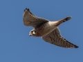 American Kestrel - Bells Bend (& Outdoor Center), Davidson County, December 28, 2020