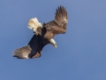 Bald Eagle starts a dive into the Cumberland River - Shelton Ferry WMA, Montgomery County, November 15, 2020