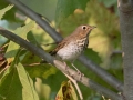 Swainson's Thrush - Bumpus Mills Rd and River Rd,  Dover, Stewart County, September 18, 2020