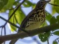 Wood Thrush - Lake Barkley WMA, Dover,  Stewart County, September 30, 2020