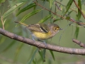 White-eyed Vireo - Bumpus Mills Rd and River Rd,  Dover, Stewart County, September 18, 2020