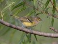 White-eyed Vireo - Bumpus Mills Rd and River Rd,  Dover, Stewart County, September 18, 2020