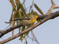 Northern Parula - Bumpus Mills Rd and River Rd,  Dover, Stewart County, September 18, 2020