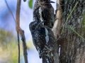Yellow-bellied Sapsuckers (juveniles foraging at a freshly sprouted branch shoot) - Lake  Barkley WMA, Dover,  Stewart County, September 30, 2020