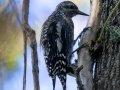 Yellow-bellied Sapsucker (juvenile) - Lake Barkley WMA, Dover,  Stewart County, September 30, 2020