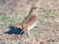 Hermit Thrush - Bells Bend (& Outdoor Center), Davidson County, December 28, 2020