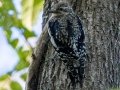 Yellow-bellied Sapsucker (juvenile) - Lake Barkley WMA, Dover,  Stewart County, September 30, 2020