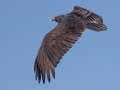 Turkey Vulture - Shelton Ferry WMA, Montgomery County, November 15, 2020