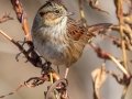Swamp Sparrow - Cross Creeks Headquarters, Dover, Stewart County, November 2, 2020