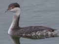 Horned Grebe - Land Between the Lakes - Paris Landing State Park and Marina, Buchanan, Henry County,  November 21, 2020