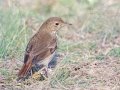Hermit Thrush - Bells Bend (& Outdoor Center), Davidson County, December 28, 2020