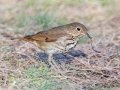 Hermit Thrush - Bells Bend (& Outdoor Center), Davidson County, December 28, 2020