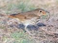 Hermit Thrush - Bells Bend (& Outdoor Center), Davidson County, December 28, 2020