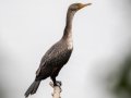 Double-crested Cormorant - Bicentennial Trail - Mark’s Trailhead (Ashland City), Cheatham County, September 23, 2020