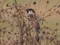 House Sparrow - Land Between the Lakes - Paris Landing State Park and Marina, Buchanan, Henry County,  November 21, 2020