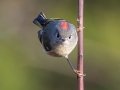 Ruby-crowned Kinglet (male) - Bells Bend (& Outdoor Center), Davidson County, December 28, 2020