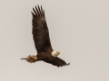 Bald Eagle carrying off prey - Land Between the Lakes - Paris Landing State Park and Marina, Buchanan, Henry County,  November 21, 2020