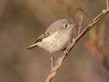 Ruby-crowned Kinglet (male) - Bells Bend (& Outdoor Center), Davidson County, December 28, 2020