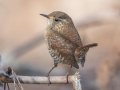 Winter Wren - Grays Landing Rd., Dover, Stewart County, December 29, 2020