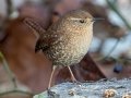 Winter Wren - Grays Landing Rd., Dover, Stewart County, December 29, 2020