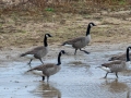 Canada Geese - Pond Overlook -3201 Lake Rd, Woodlawn, Montgomery County, November 22, 2020
