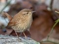 Winter Wren - Grays Landing Rd., Dover, Stewart County, December 29, 2020