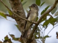 Eastern Wood-Pewee - Barkley WMA, Dover, Stewart County, September 18, 2020